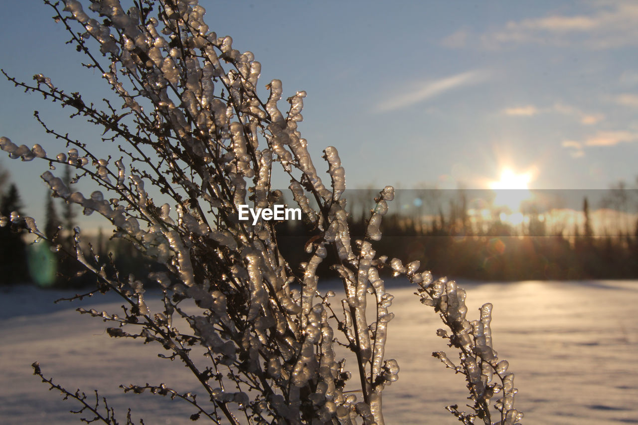 Plants against sky during winter