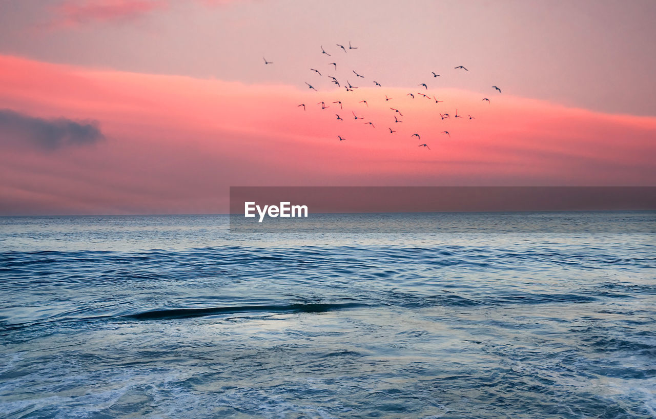 sky, sea, sunset, horizon, water, animal, wildlife, animal wildlife, beauty in nature, animal themes, ocean, nature, horizon over water, bird, scenics - nature, dawn, flying, cloud, group of animals, wind wave, large group of animals, motion, wave, environment, flock of birds, dramatic sky, shore, tranquility, land, no people, tranquil scene, idyllic, seascape, coast, travel destinations, sun, landscape, outdoors, orange color, travel, beach, evening, urban skyline, blue, pink, flock, moody sky, twilight, mid-air, silhouette