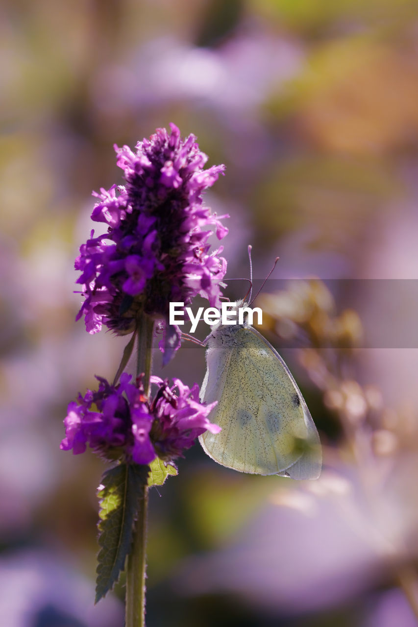 CLOSE-UP OF BUTTERFLY POLLINATING ON LAVENDER