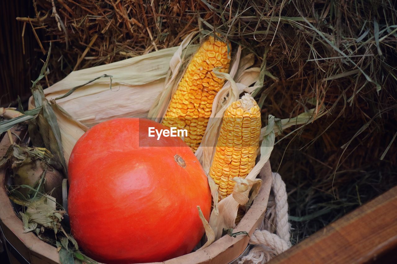 HIGH ANGLE VIEW OF FRUITS AND PLANTS IN CONTAINER