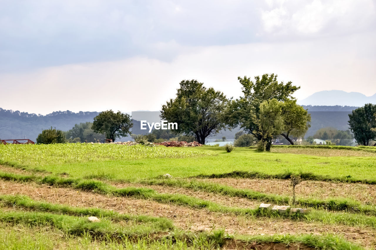 plant, landscape, environment, field, land, tree, sky, agriculture, rural scene, nature, scenics - nature, grass, cloud, rural area, beauty in nature, pasture, hill, tranquility, grassland, plain, growth, no people, soil, tranquil scene, meadow, green, farm, crop, paddy field, plantation, outdoors, day, food and drink, food, prairie, non-urban scene, natural environment, flower