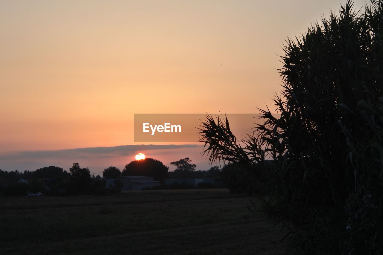 SILHOUETTE TREES ON FIELD AGAINST SKY DURING SUNSET