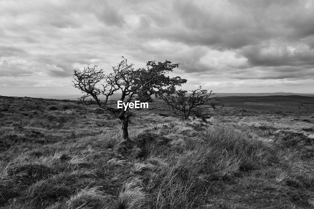 TREE IN FIELD AGAINST SKY