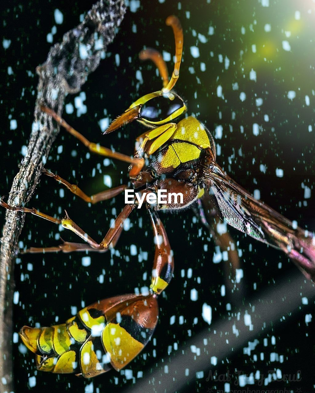 Close-up of insect on water