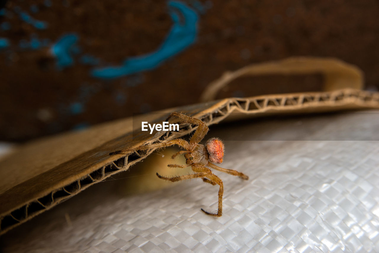 CLOSE-UP OF AN INSECT ON FLOOR