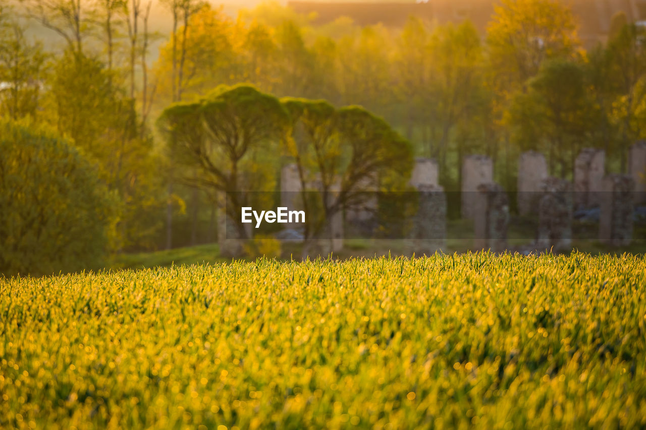 SCENIC VIEW OF OILSEED RAPE FIELD AGAINST YELLOW SKY