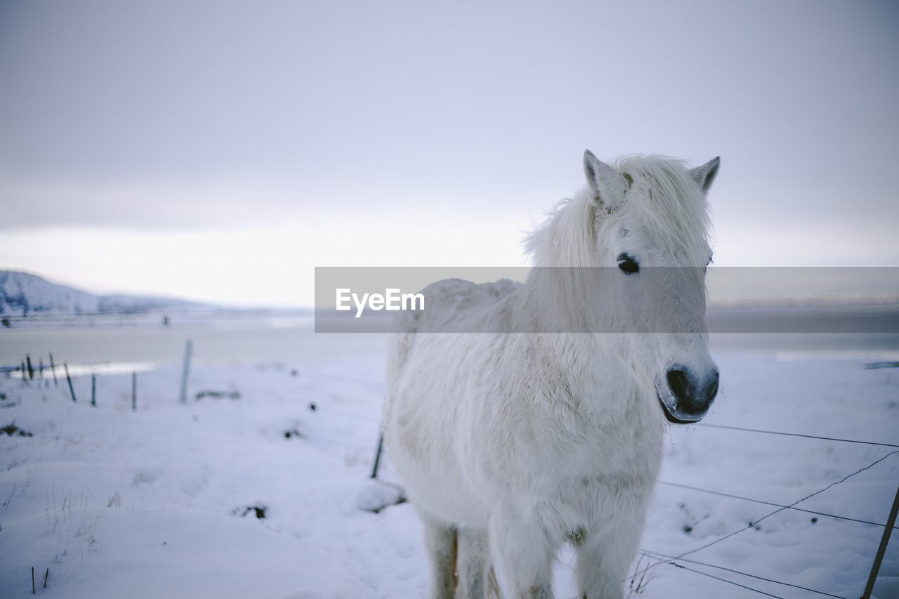 WHITE HORSE STANDING ON SNOW COVERED FIELD