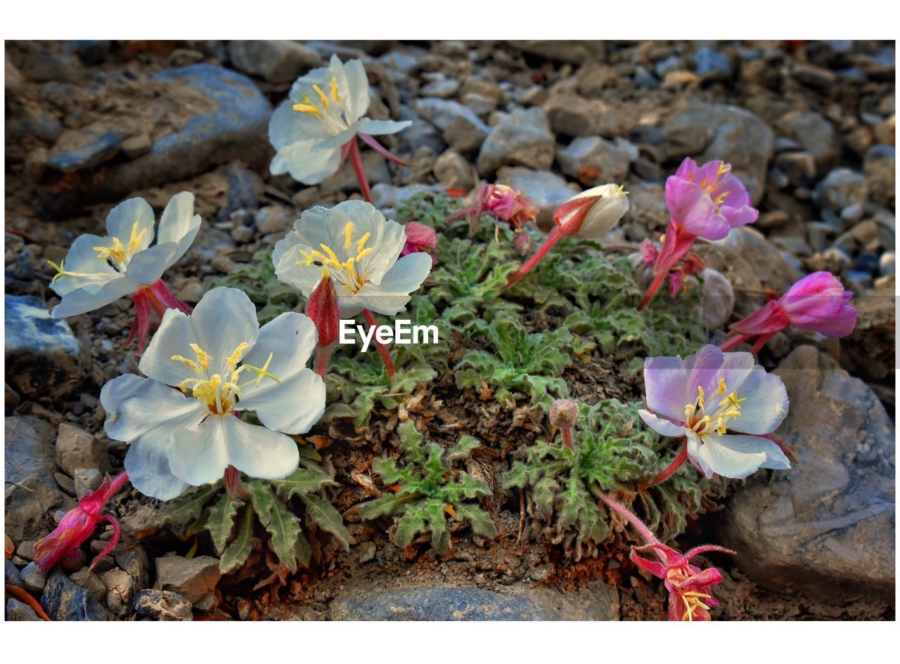 CLOSE-UP OF FLOWERS BLOOMING IN PARK