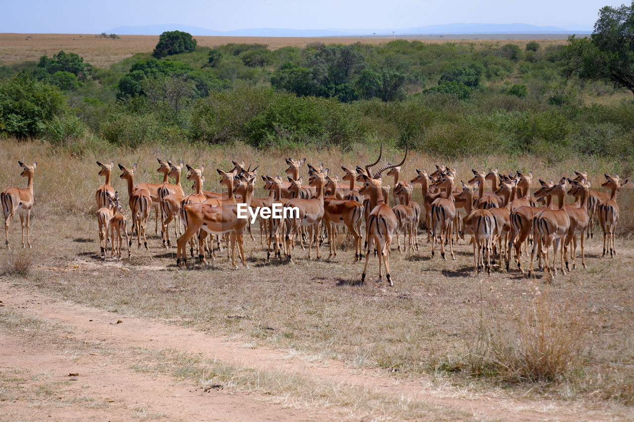 A herd of impala looking the same direction in the maasai mara