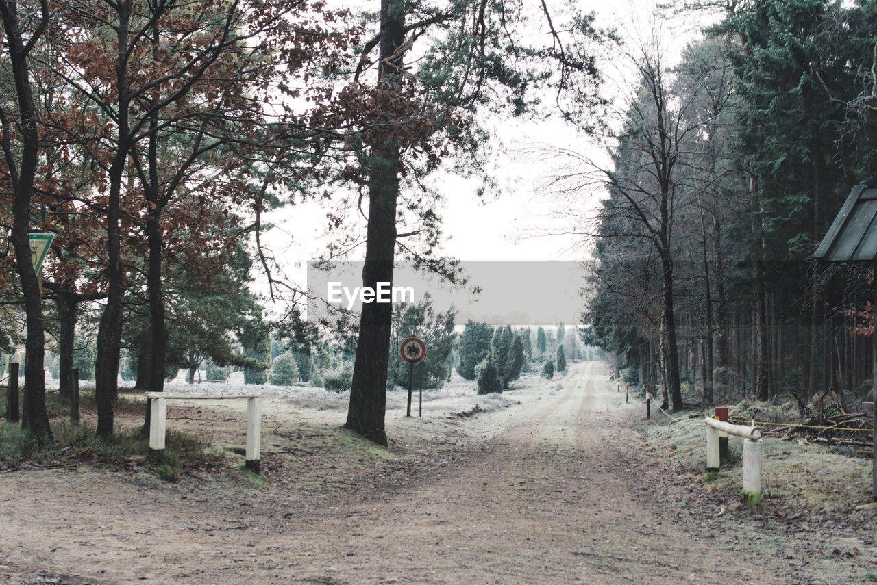 Dirt road amidst trees