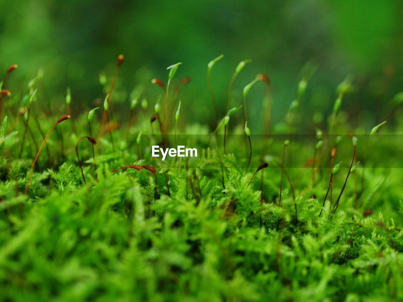 CLOSE-UP OF PLANTS GROWING ON FIELD