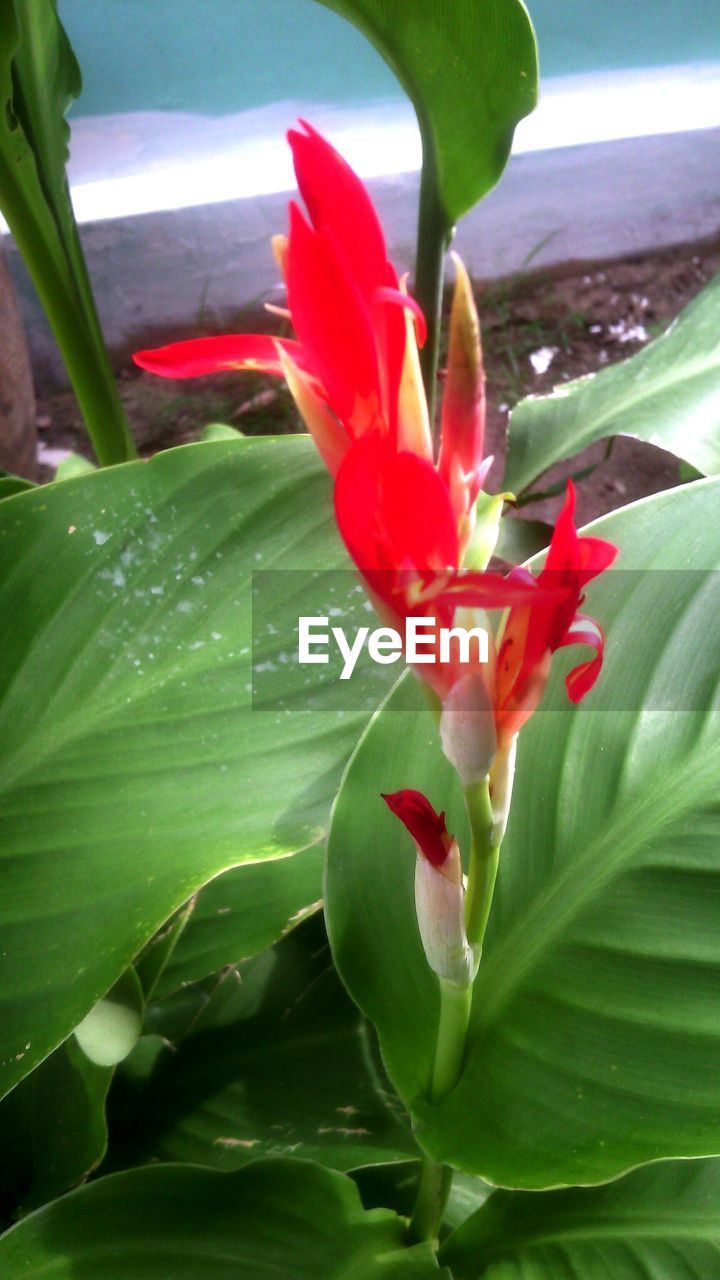 CLOSE-UP OF RED ROSE FLOWERS