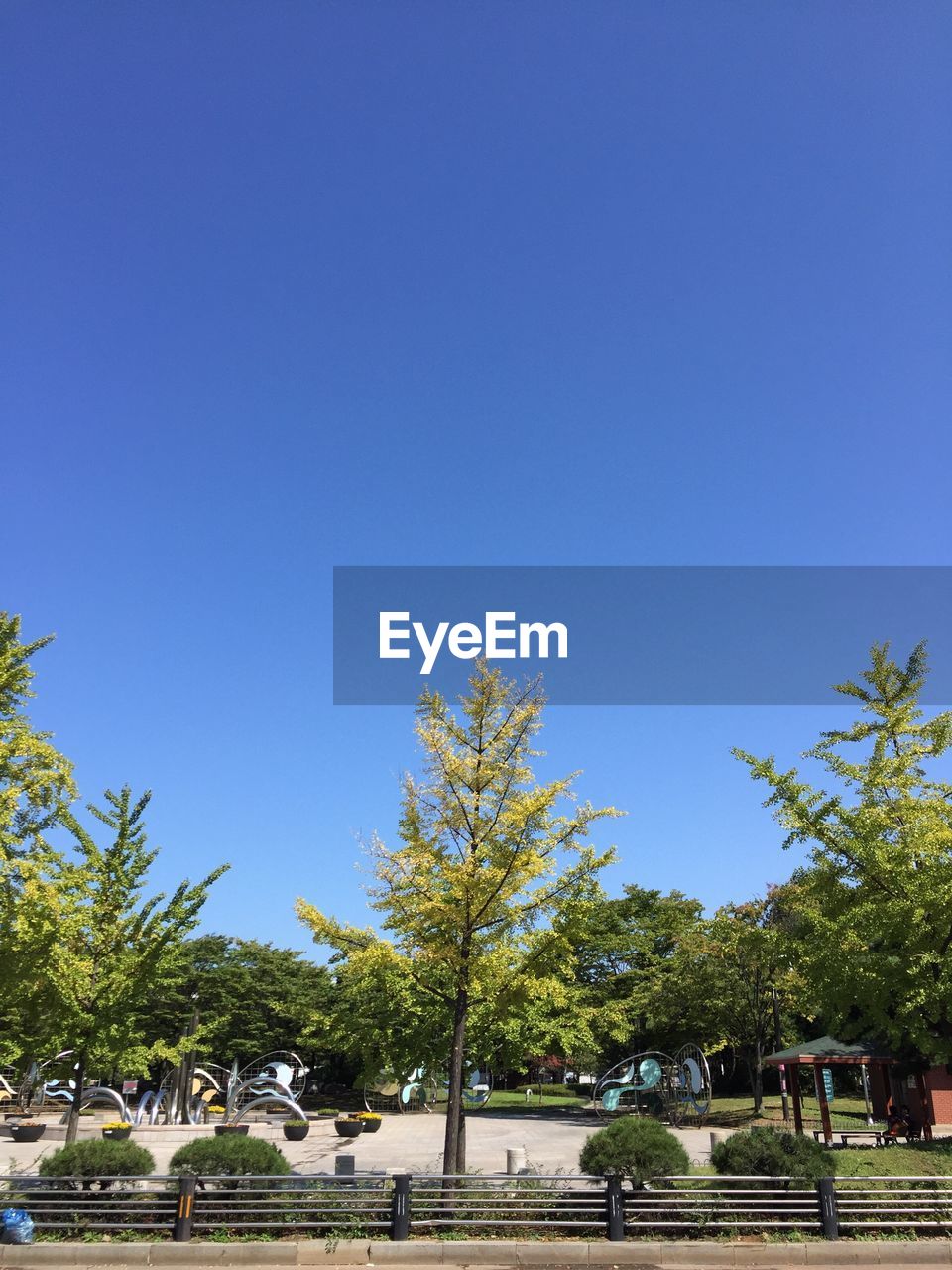 TREES IN PARK AGAINST CLEAR SKY