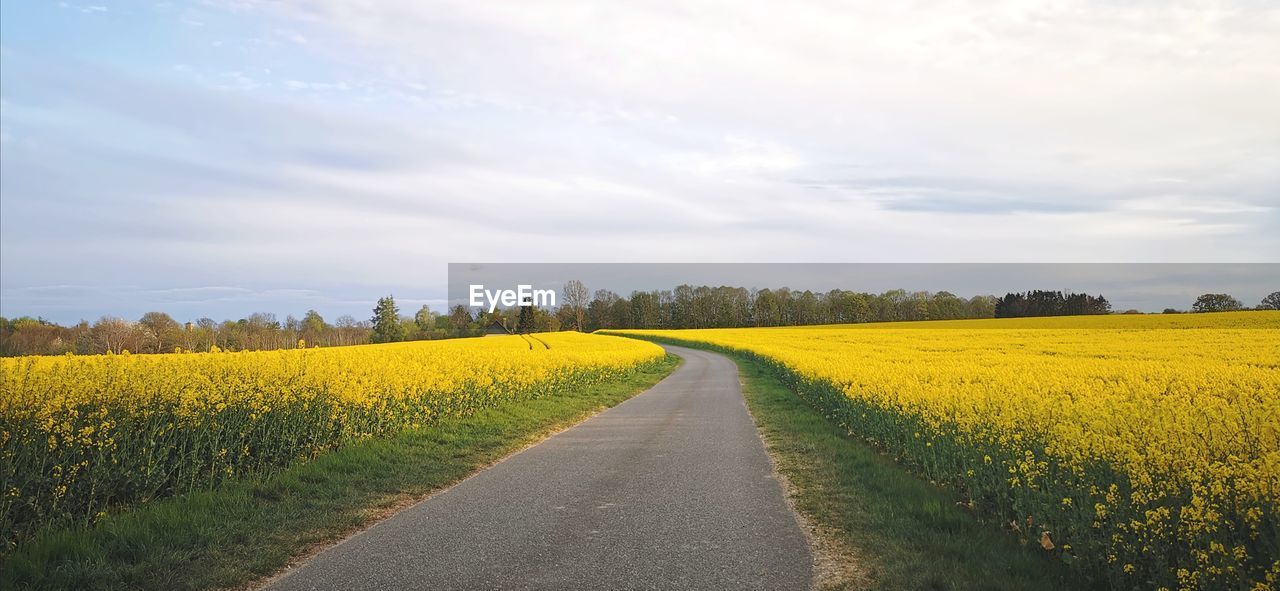 Scenic view of yellow field against sky