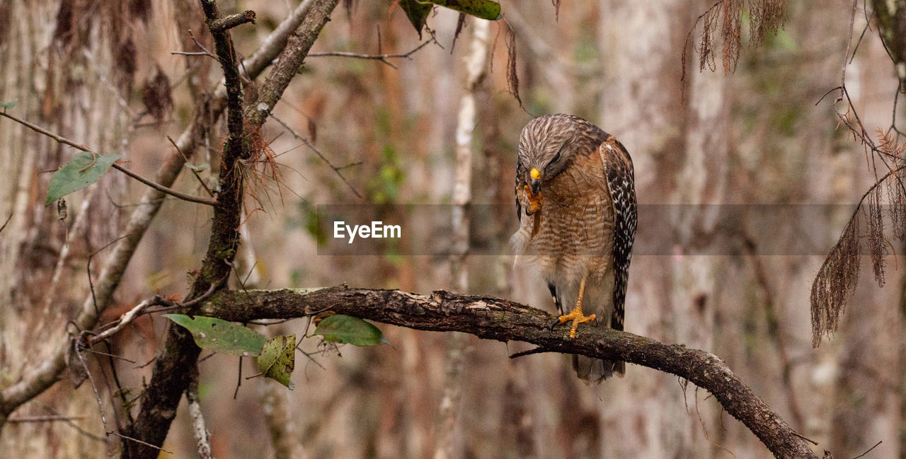 CLOSE-UP OF OWL PERCHING ON TREE