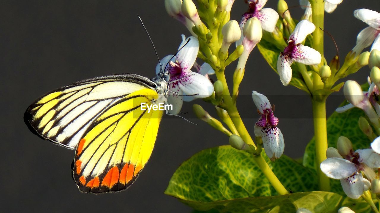 CLOSE-UP OF BUTTERFLY ON PURPLE FLOWER