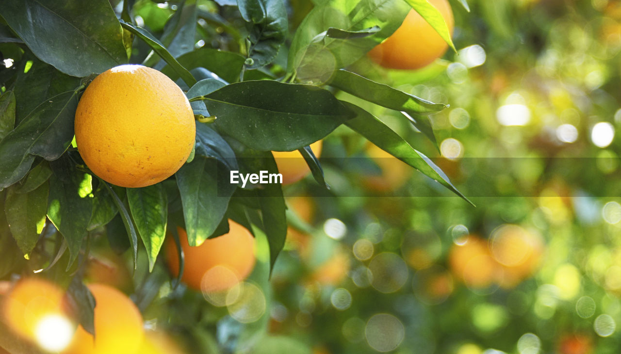 close-up of oranges