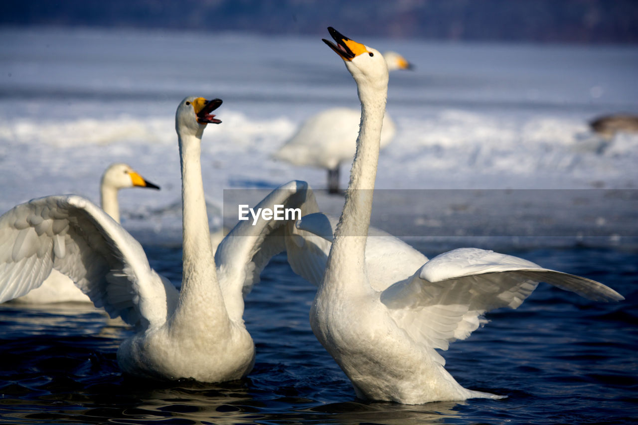 Close-up of swans swimming in lake