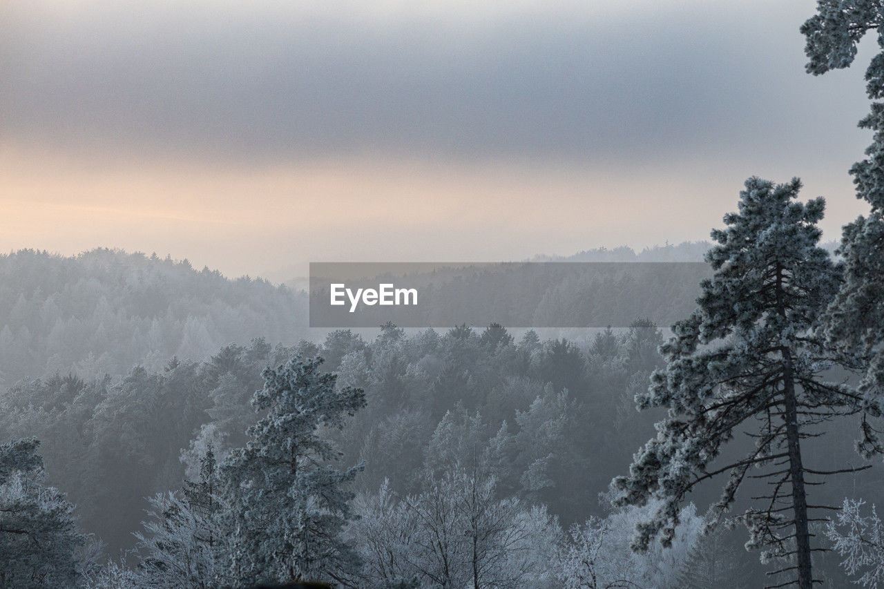 tree, plant, fog, winter, forest, environment, snow, nature, sky, mountain, scenics - nature, beauty in nature, cold temperature, mist, coniferous tree, landscape, pinaceae, pine tree, morning, land, pine woodland, cloud, tranquility, woodland, no people, tranquil scene, non-urban scene, outdoors, travel, mountain range, travel destinations, wilderness, sun, idyllic, atmospheric mood, twilight, tourism, freezing, mountain peak, evergreen tree, dawn