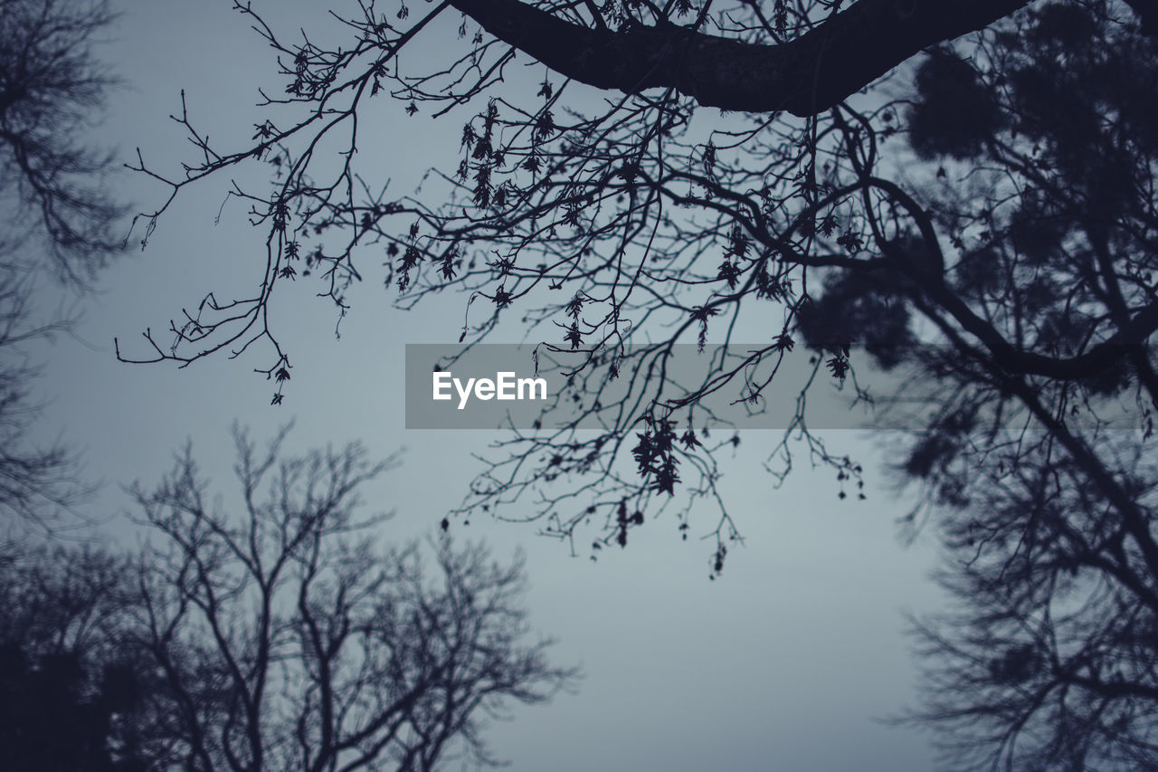 Low angle view of bare trees against sky during sunset
