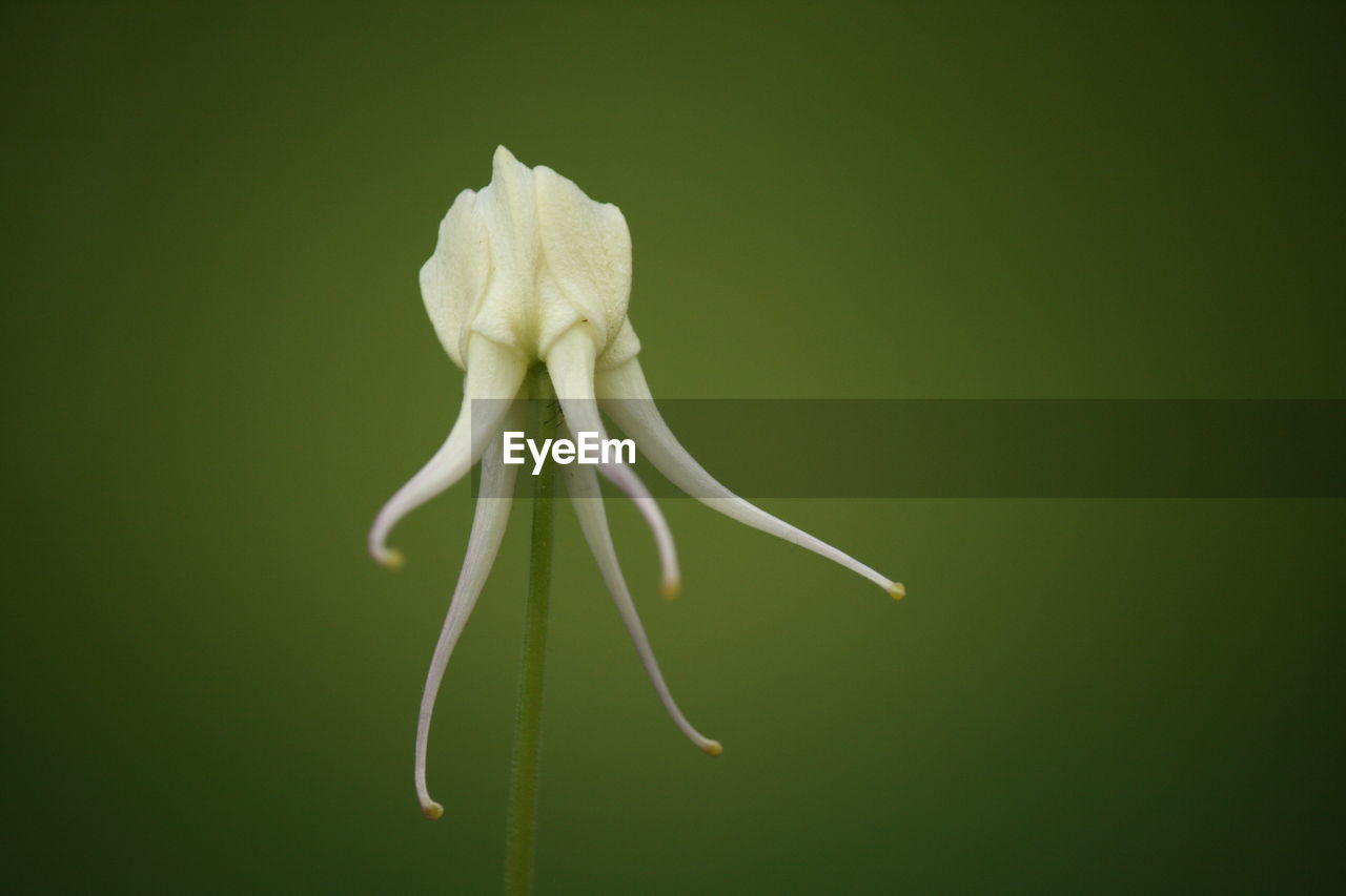 Close-up of white flower against green background
