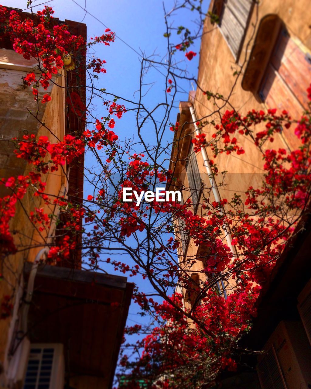 LOW ANGLE VIEW OF FLOWERING TREE BY HOUSE