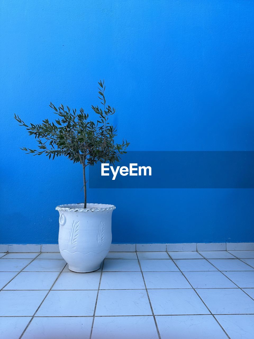 blue, plant, nature, no people, tree, flowerpot, indoors, potted plant, flooring, sky, tile, growth, wall - building feature, copy space, houseplant, sparse, reflection, simplicity, tiled floor, white, floor, domestic room, wall, home interior