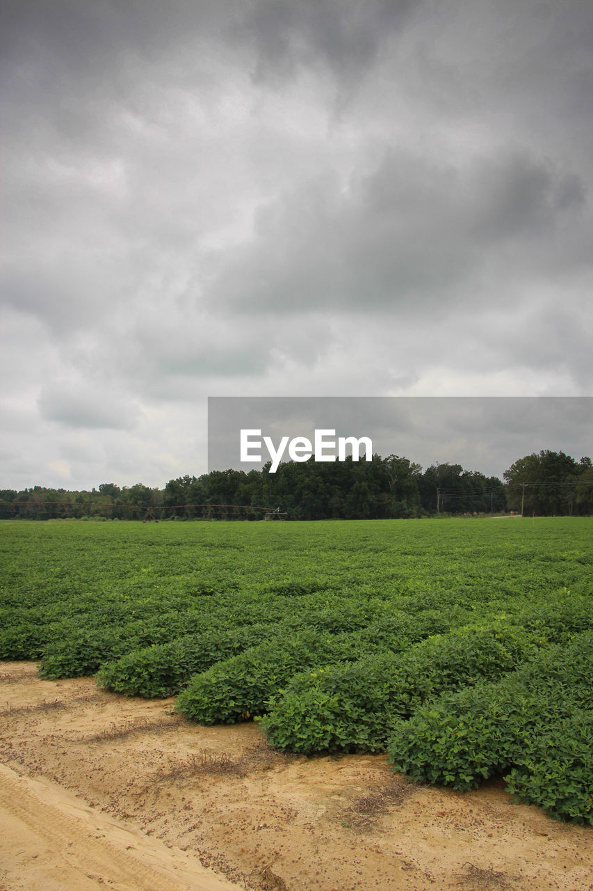 Scenic view of field against cloudy sky