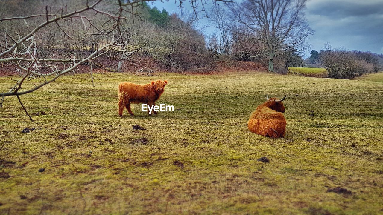 VIEW OF TWO CATS ON FIELD