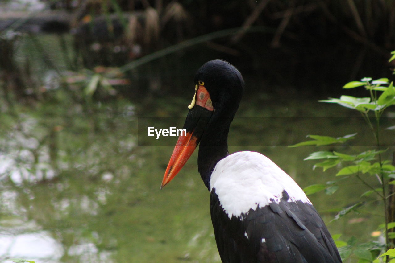 Close-up of a saddle billed stork bird