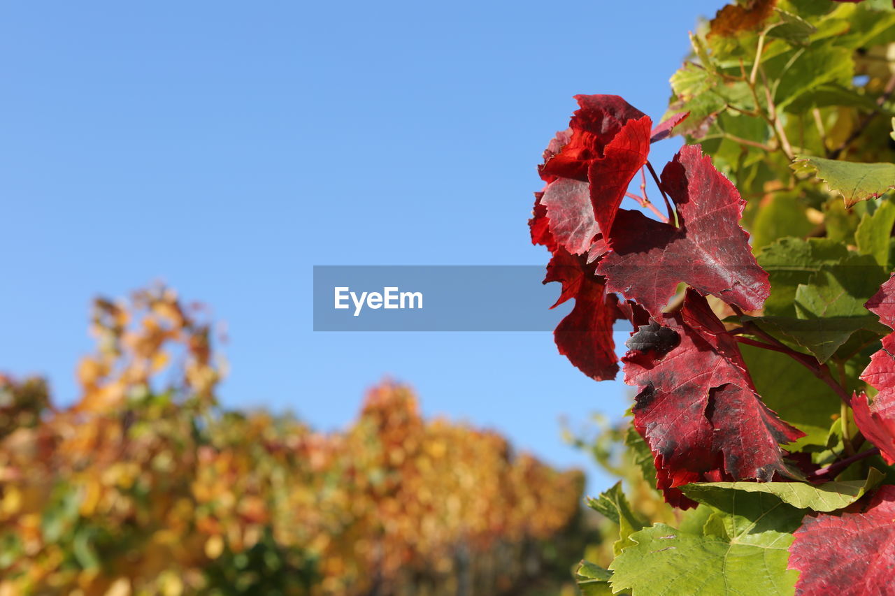 CLOSE-UP OF MAPLE LEAVES ON PLANT AGAINST CLEAR BLUE SKY