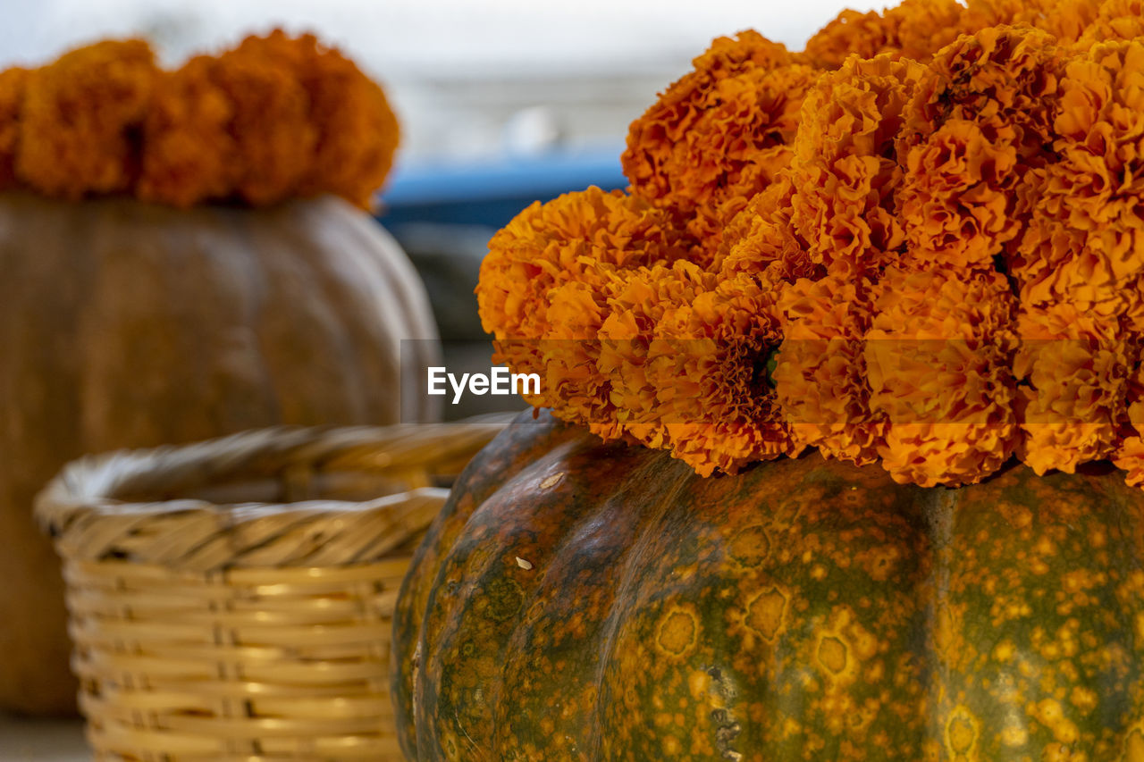 food and drink, food, pumpkin, basket, freshness, container, produce, no people, yellow, close-up, autumn, plant, flower, vegetable, nature, focus on foreground, orange color, flowering plant, healthy eating, market, wellbeing, wicker