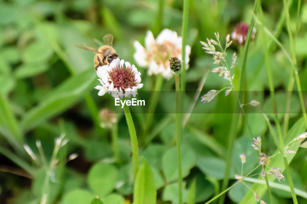 BEE ON FLOWER