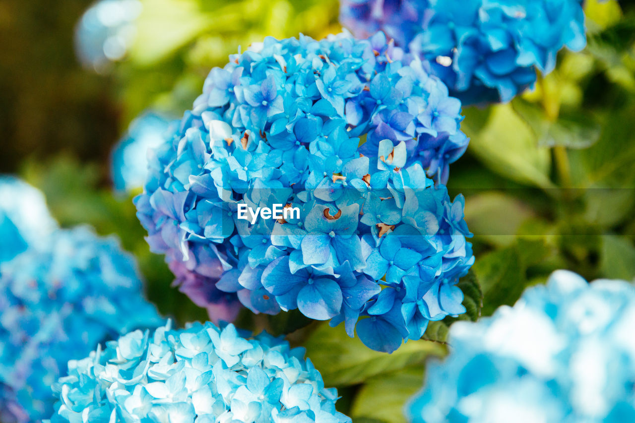 Close-up of blue hydrangea flowers in park