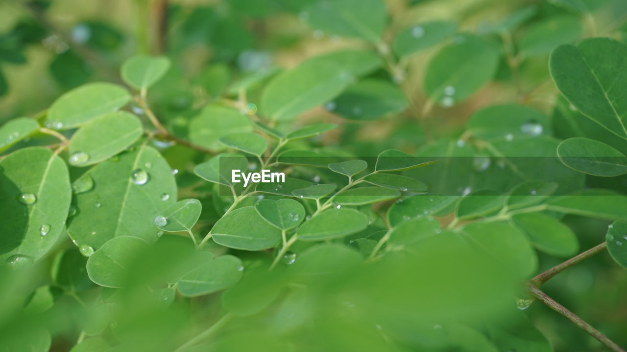 Close-up of wet plant leaves