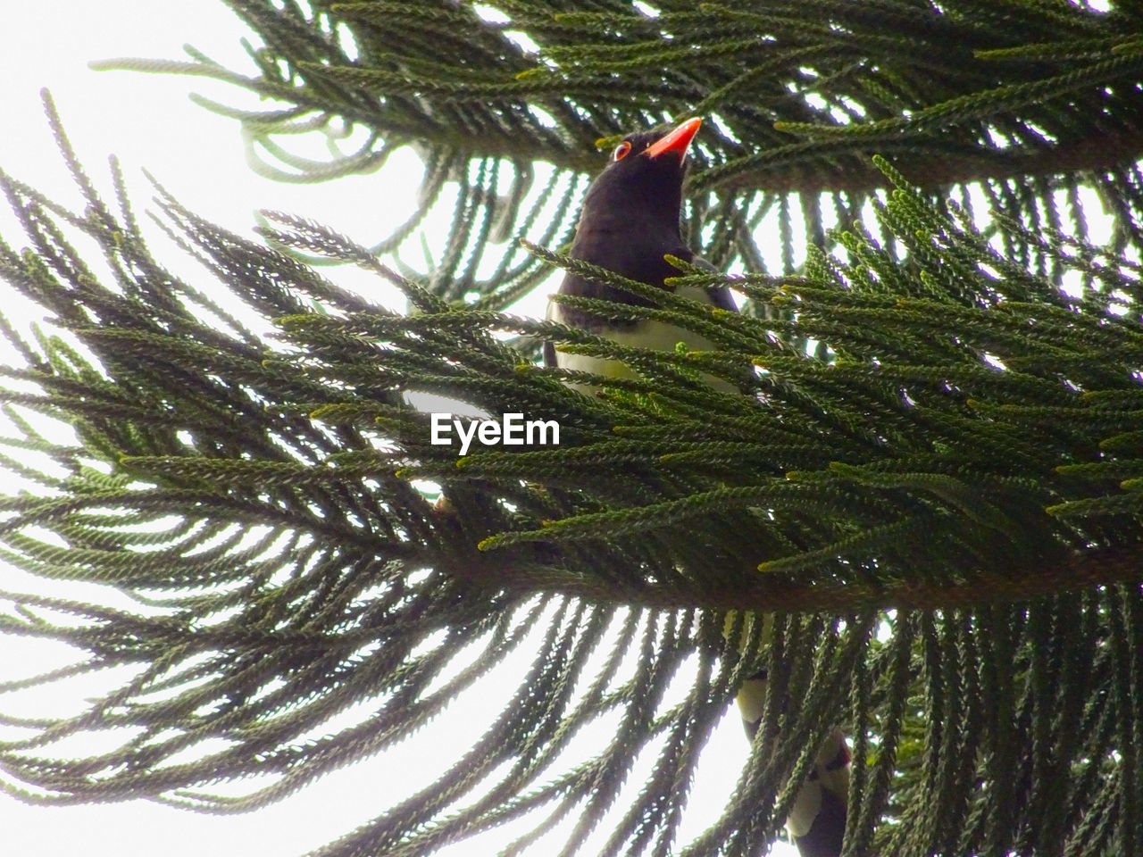 CLOSE-UP OF BIRD PERCHING ON A TREE