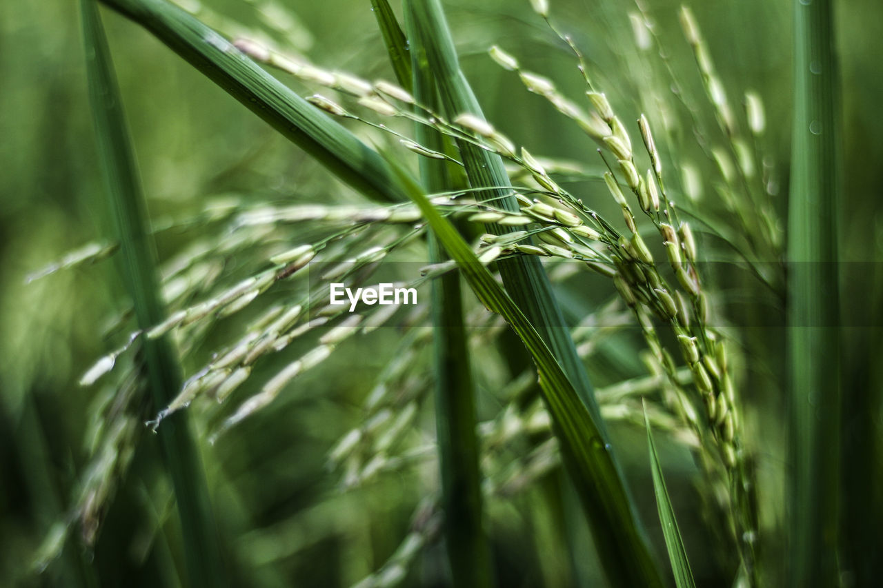 Close-up of rice growing on field