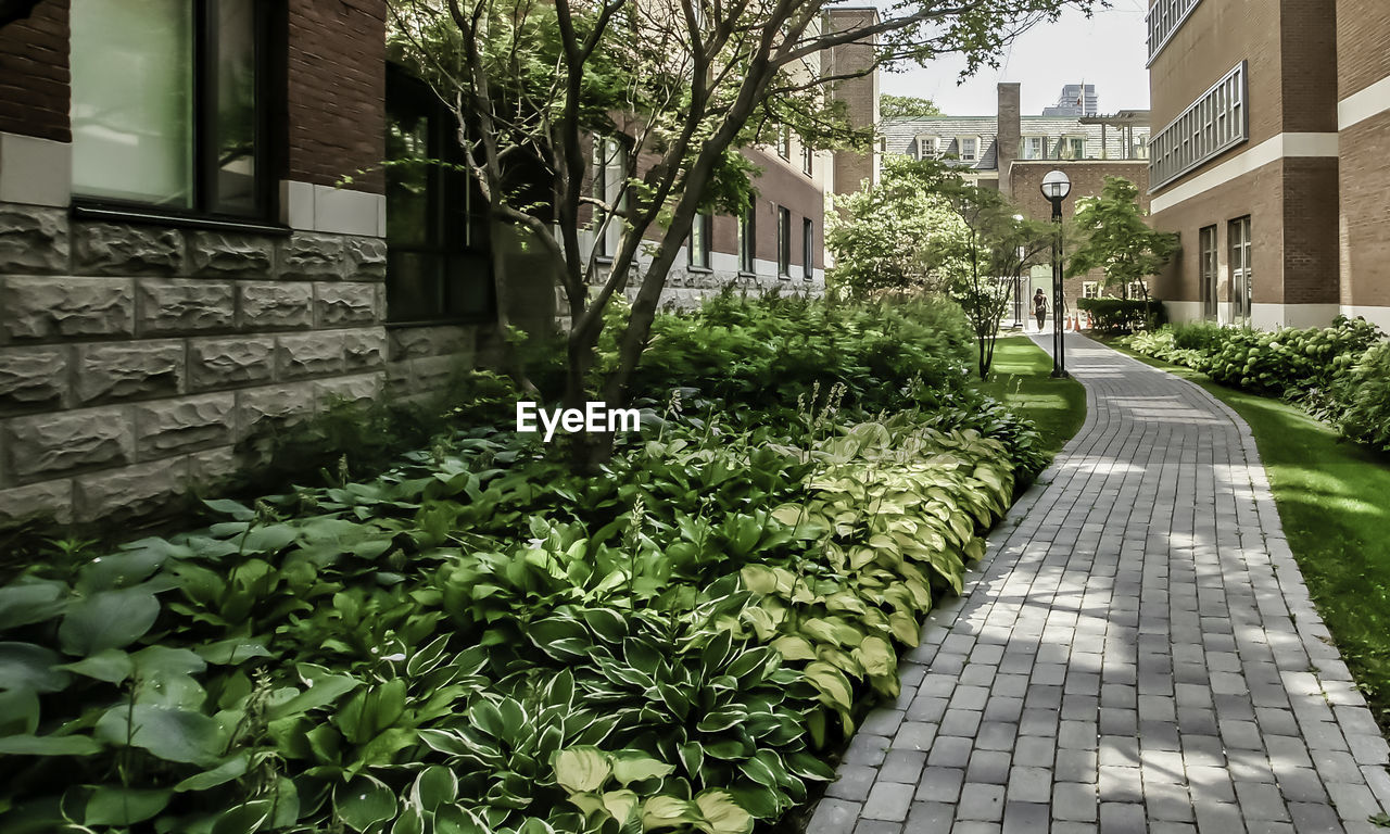Walkway amidst trees and buildings in city