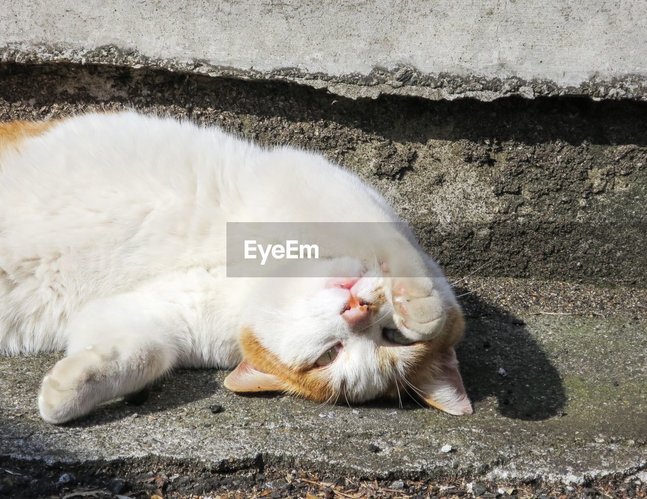 Cat resting against wall