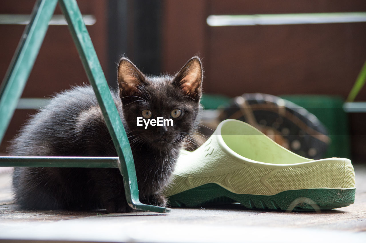 CLOSE-UP PORTRAIT OF CAT ON FLOOR