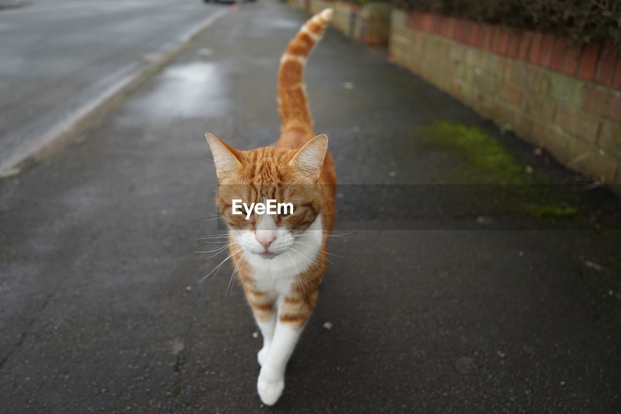 HIGH ANGLE VIEW OF CAT SITTING ON STREET