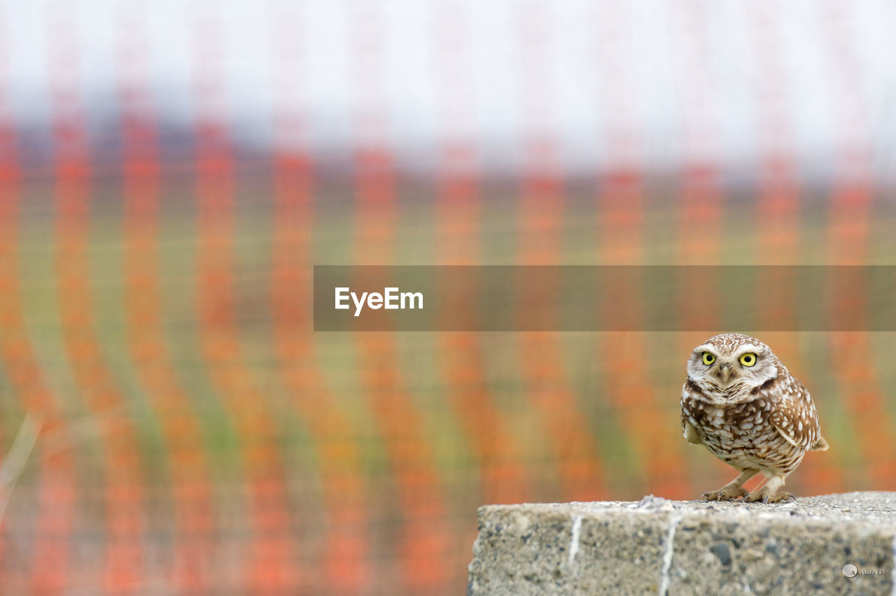 CLOSE-UP OF BIRD PERCHING OUTDOORS