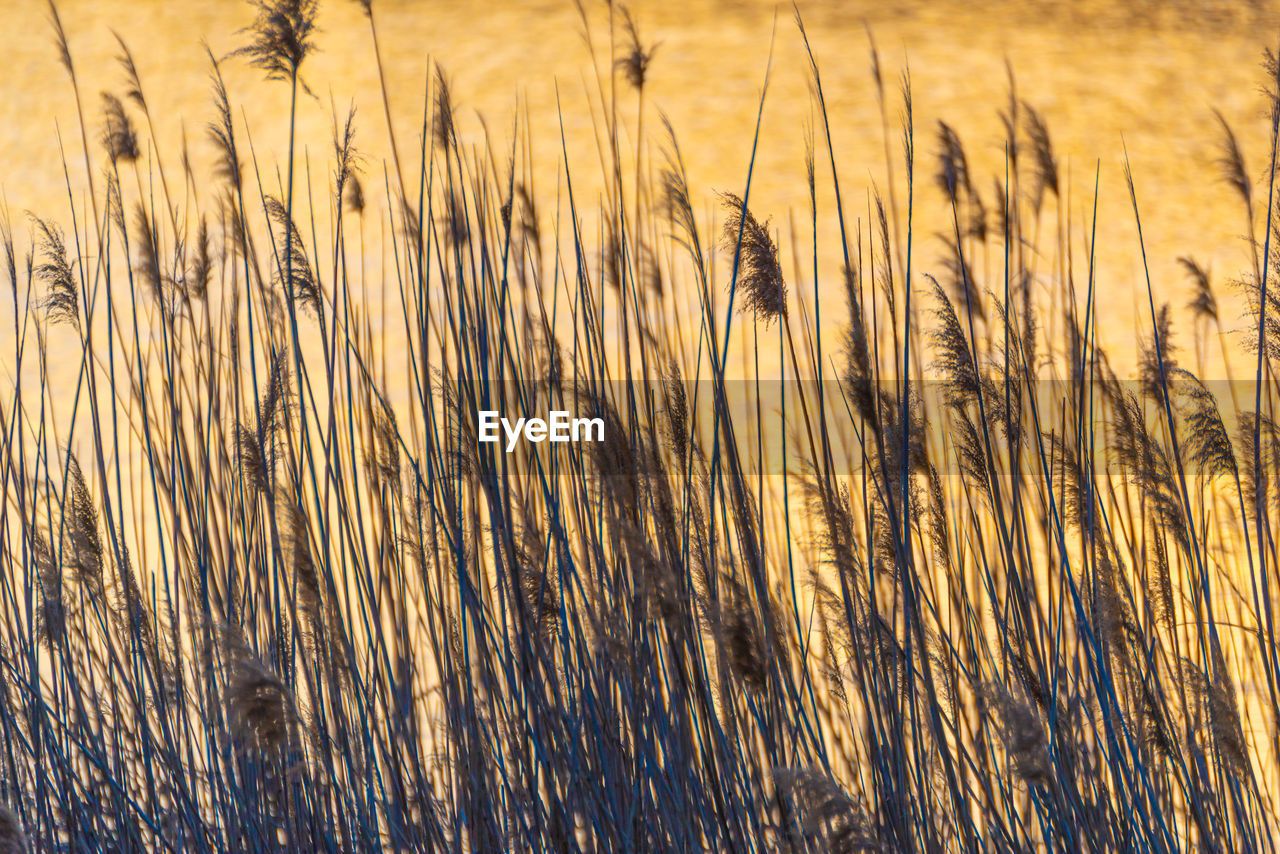 Reed thicket, arundo donax plants, photographed in spring, backlit.