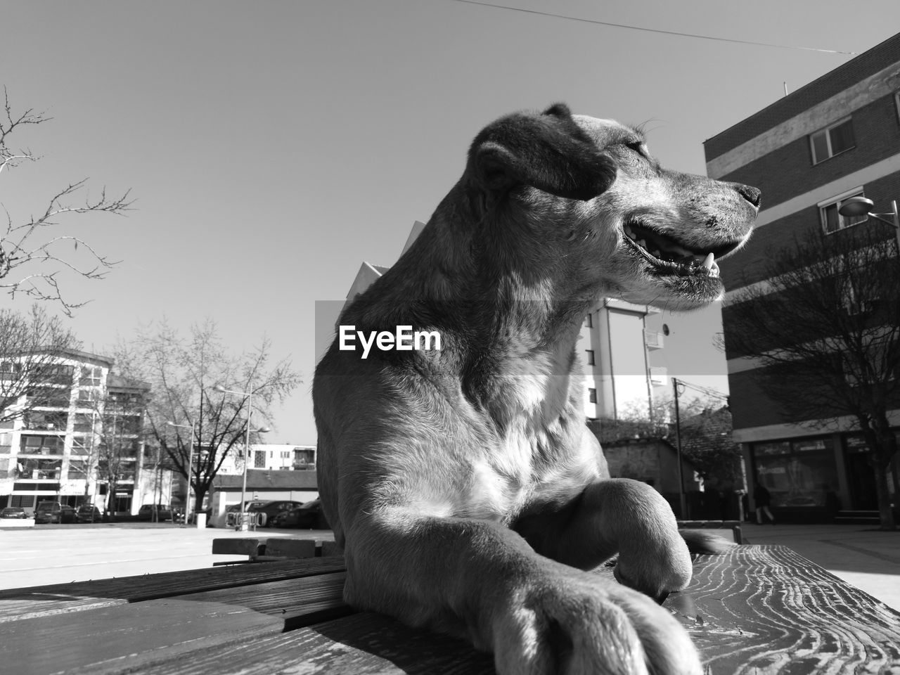 Close-up of dog sitting on bench against clear sky