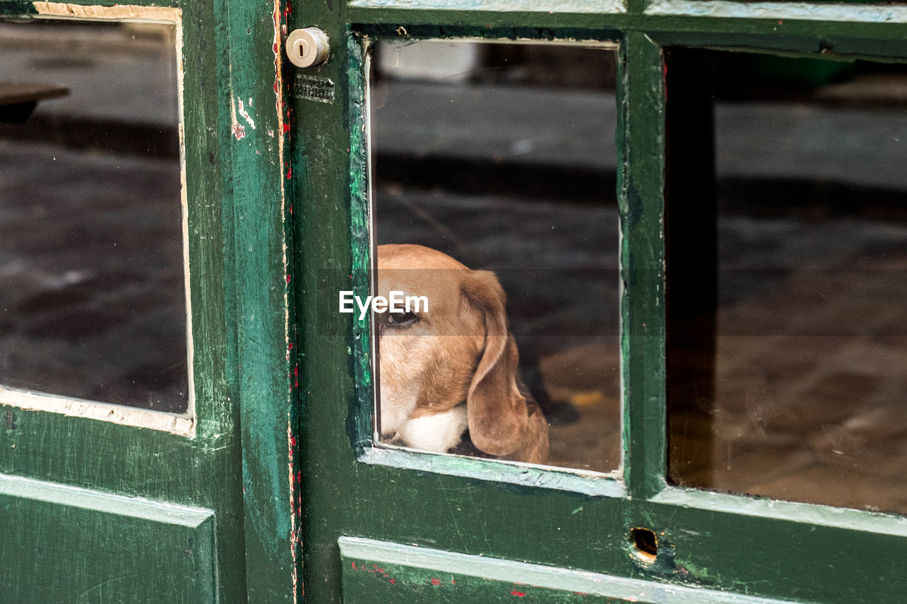 Portrait of dog looking through glass door