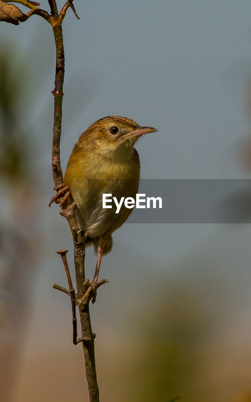 BIRD PERCHING ON TWIG