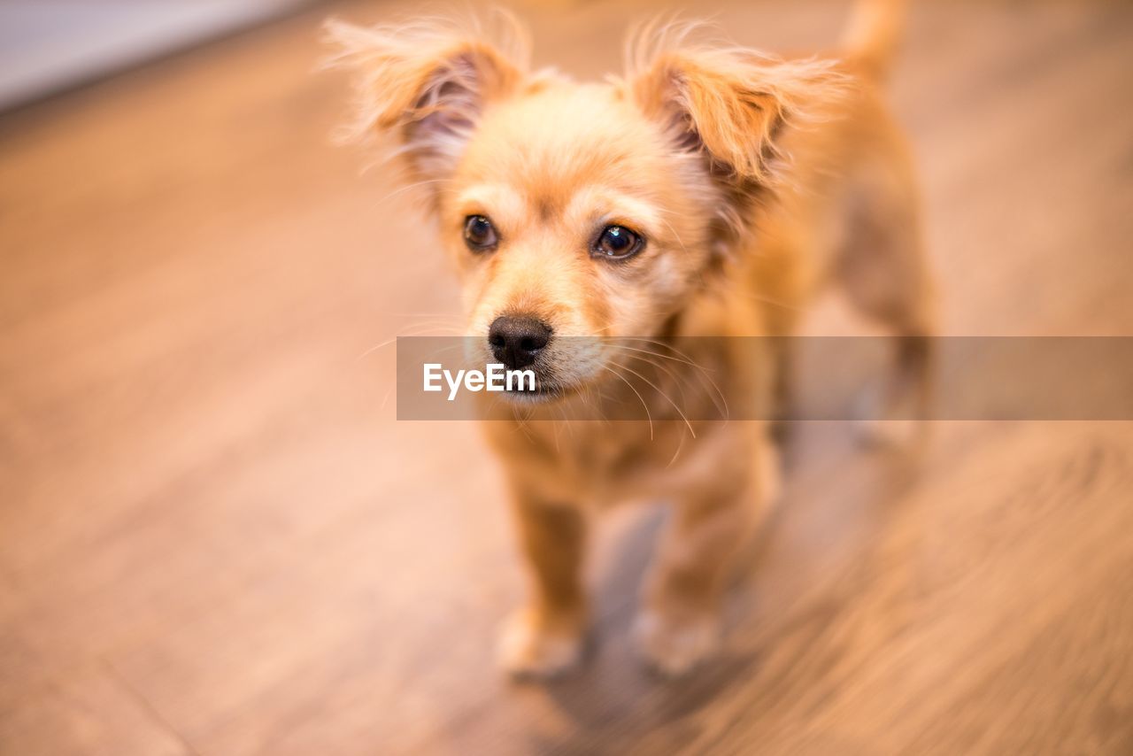 High angle view of dog running on floor