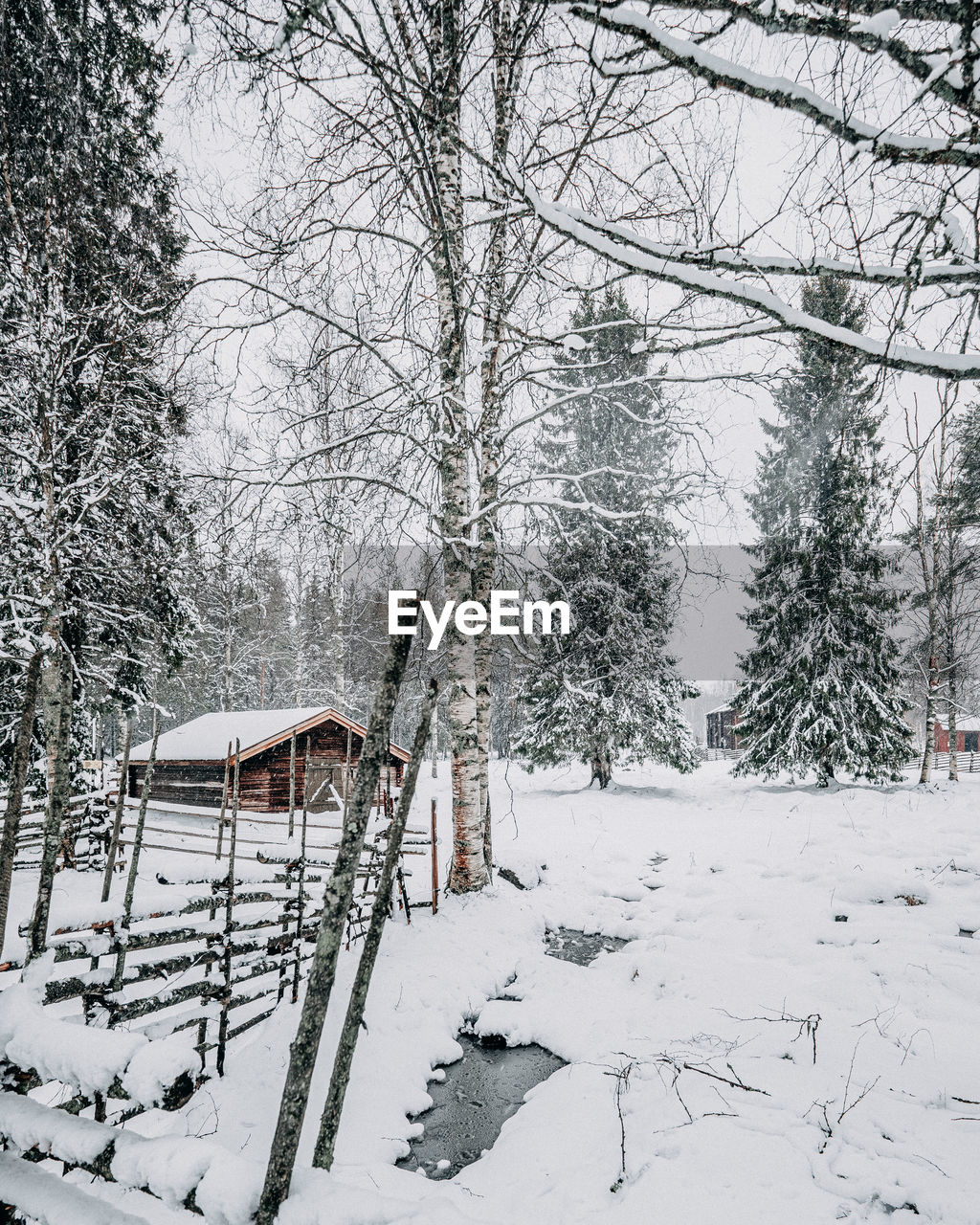 Snow covered land and trees on field