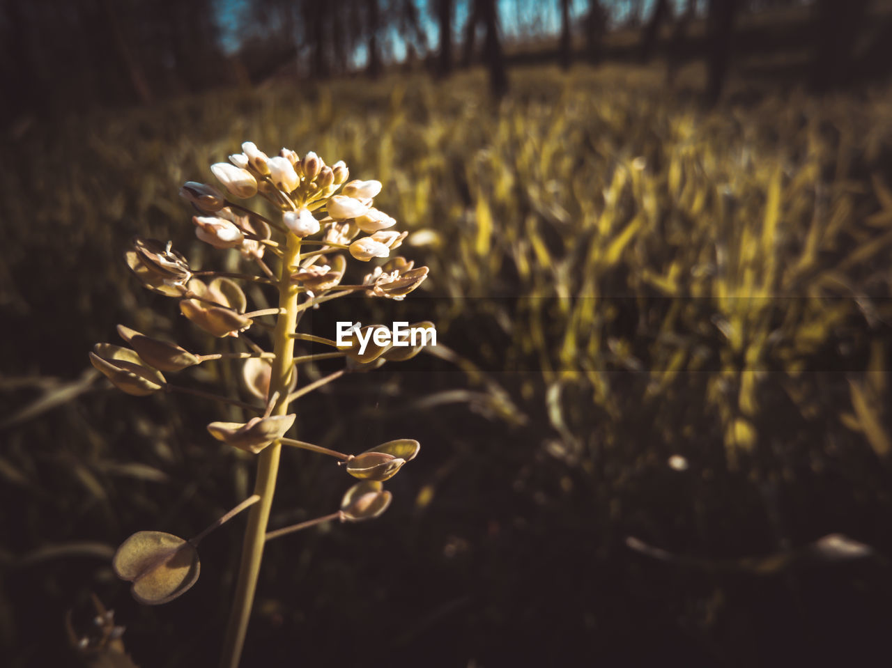 Close-up of flowering plant on field