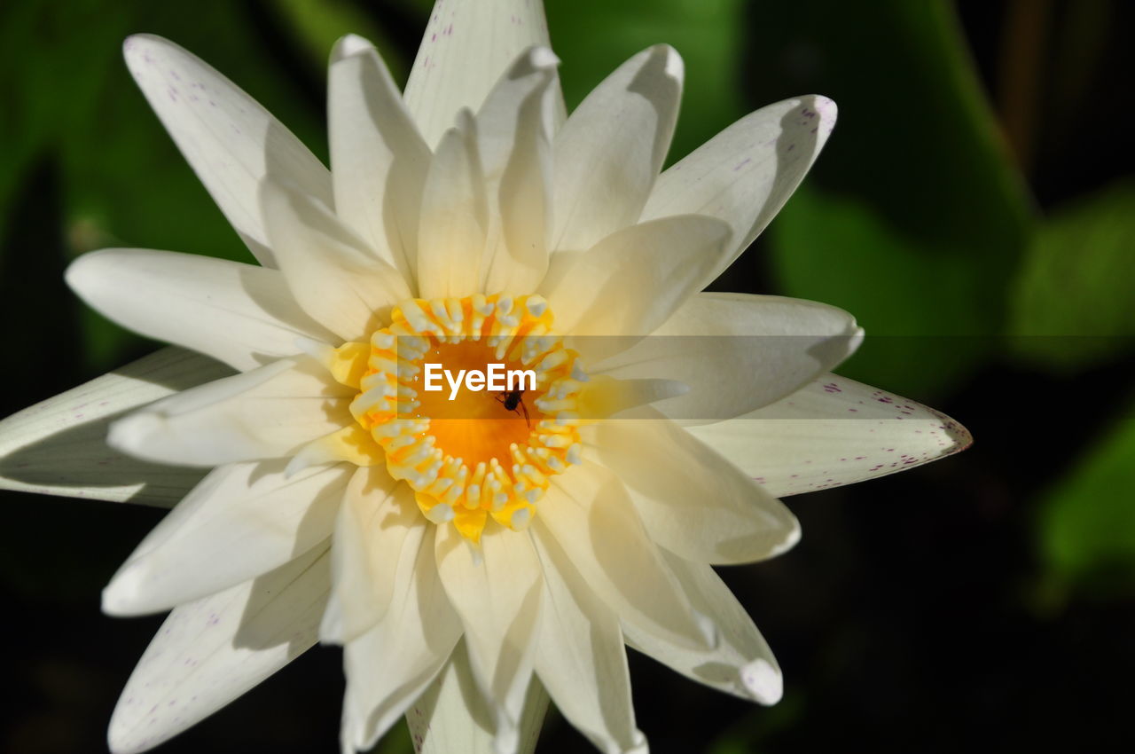 Close-up of white water lily blooming during sunny day